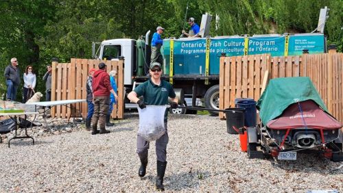 The Storrington Guide Association, Ontario Ministry of Natural Resources and Forestry (MNRF)and Louborough Lake Association worked together to release 15,000 fingerling trout into Louborough Lake on Friday May 19. Photos by Yvonne Brown.